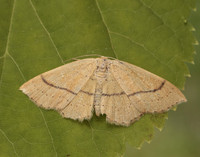 70.037 BF1681 Clay Triple-lines Cyclophora linearia