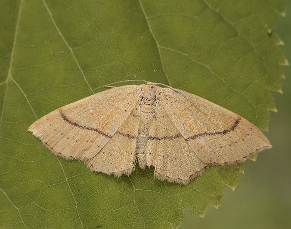 70.037 BF1681 Clay Triple-lines Cyclophora linearia