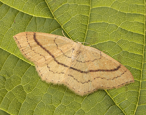 70.037 BF1681 Clay Triple-lines Cyclophora linearia
