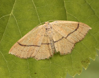 70.037 BF1681 Clay Triple-lines Cyclophora linearia