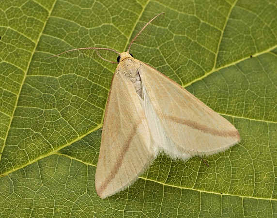 70.038 BF1716 Vestal Rhodometra sacraria