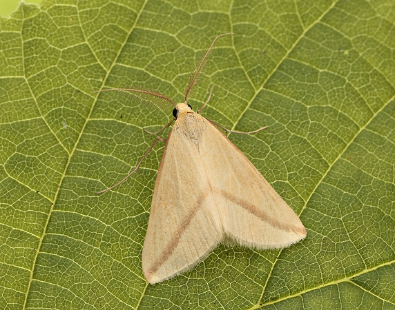 70.038 BF1716 Vestal Rhodometra sacraria