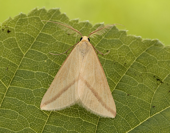 70.038 BF1716 Vestal Rhodometra sacraria
