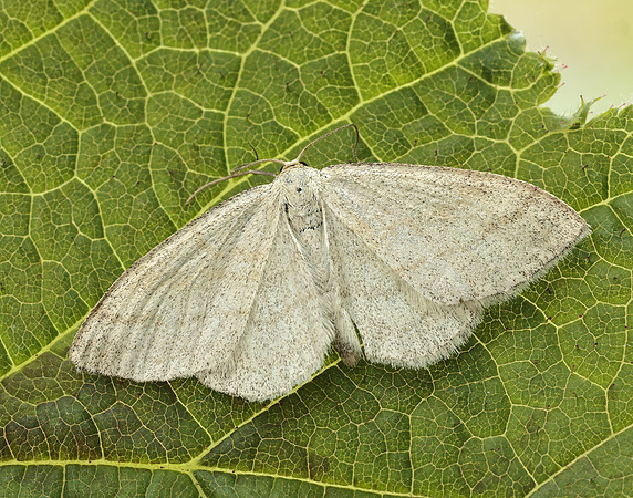 70.026 BF1694 Smoky Wave Scopula ternata