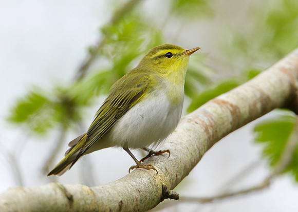 Wood Warbler Phylloscopus sibilatrix