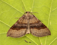 70.045 BF1732 Shaded Broad-bar Scotopteryx chenopodiata