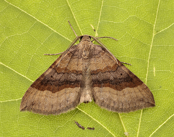 70.045 BF1732 Shaded Broad-bar Scotopteryx chenopodiata
