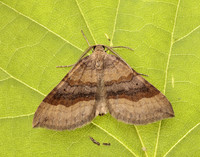 70.045 BF1732 Shaded Broad-bar Scotopteryx chenopodiata
