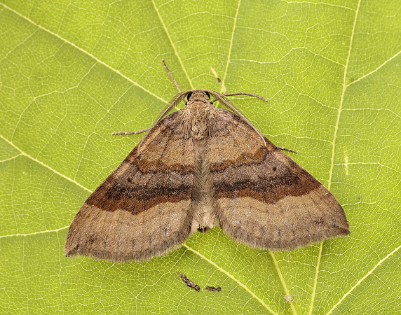 70.045 BF1732 Shaded Broad-bar Scotopteryx chenopodiata