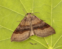 70.045 BF1732 Shaded Broad-bar Scotopteryx chenopodiata