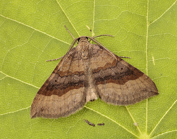70.045 BF1732 Shaded Broad-bar Scotopteryx chenopodiata