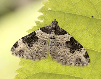 70.049 BF1728 Garden Carpet Xanthorhoe fluctuata