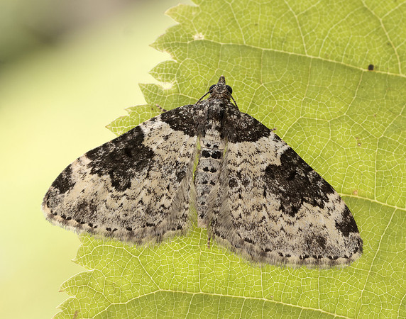 70.049 BF1728 Garden Carpet Xanthorhoe fluctuata