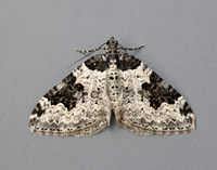 70.049 BF1728 Garden Carpet Xanthorhoe fluctuata