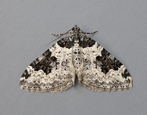70.049 BF1728 Garden Carpet Xanthorhoe fluctuata