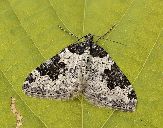 70.049 BF1728 Garden Carpet Xanthorhoe fluctuata