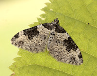 70.049 BF1728 Garden Carpet Xanthorhoe fluctuata
