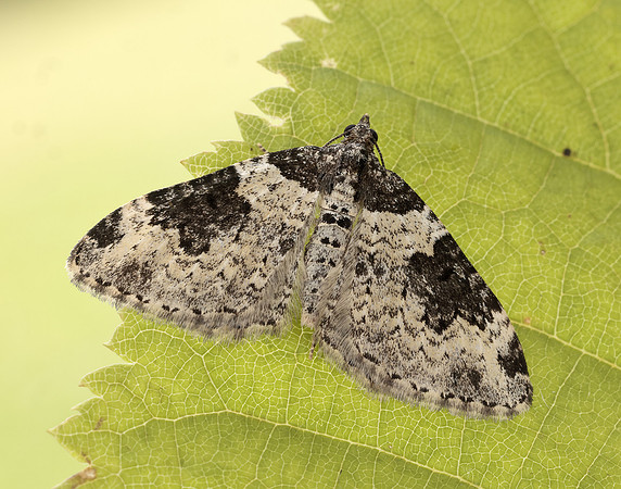 70.049 BF1728 Garden Carpet Xanthorhoe fluctuata