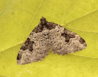 70.049 BF1728 Garden Carpet Xanthorhoe fluctuata