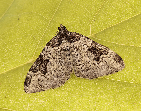 70.049 BF1728 Garden Carpet Xanthorhoe fluctuata