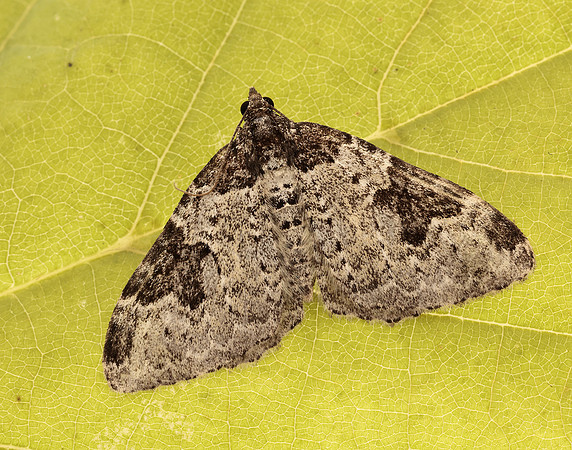 70.049 BF1728 Garden Carpet Xanthorhoe fluctuata