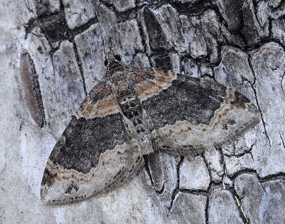 70.052 BF1725 Dark-barred Twin-spot Carpet Xanthorhoe ferrugata