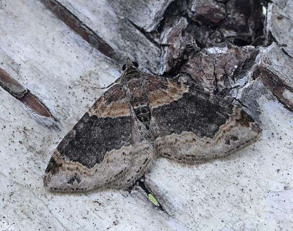70.052 BF1725 Dark-barred Twin-spot Carpet Xanthorhoe ferrugata