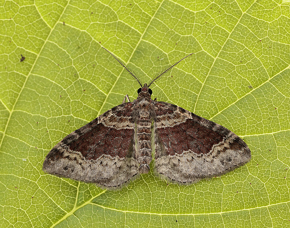 70.052 BF1725 Dark-barred Twin-spot Carpet Xanthorhoe ferrugata