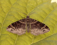 70.052 BF1725 Dark-barred Twin-spot Carpet Xanthorhoe ferrugata