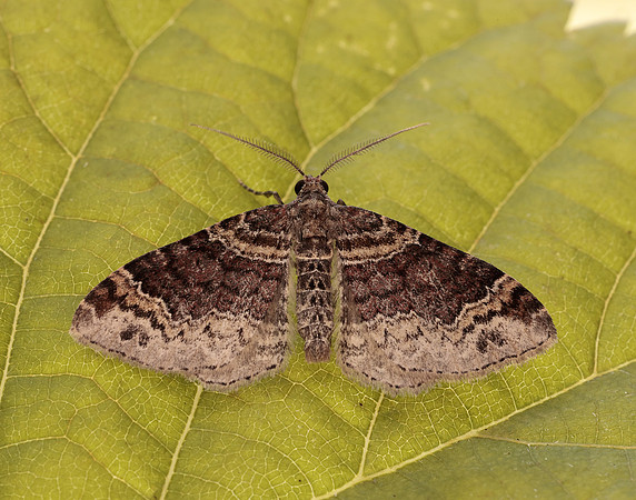 70.052 BF1725 Dark-barred Twin-spot Carpet Xanthorhoe ferrugata