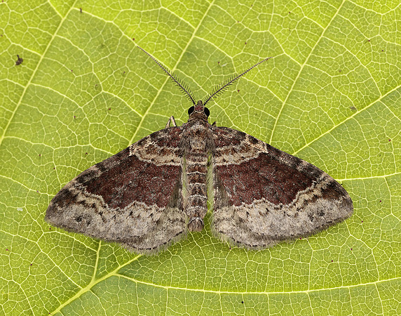 70.052 BF1725 Dark-barred Twin-spot Carpet Xanthorhoe ferrugata