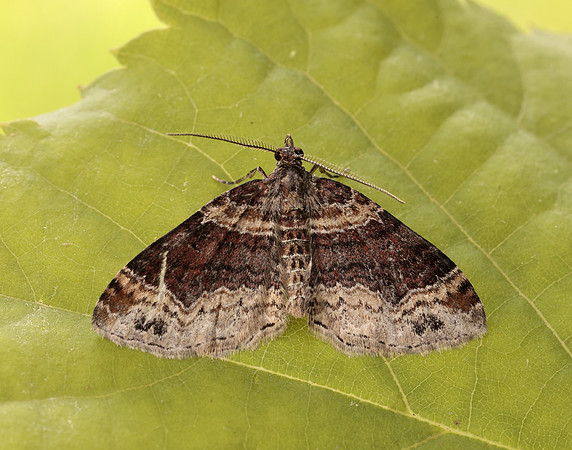 70.052 BF1725 Dark-barred Twin-spot Carpet Xanthorhoe ferrugata