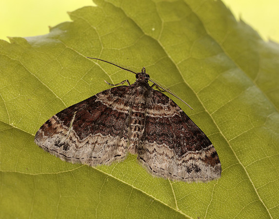 70.052 BF1725 Dark-barred Twin-spot Carpet Xanthorhoe ferrugata