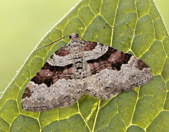 70.053 BF1722 Flame Carpet Xanthorhoe designata