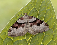 70.053 BF1722 Flame Carpet Xanthorhoe designata