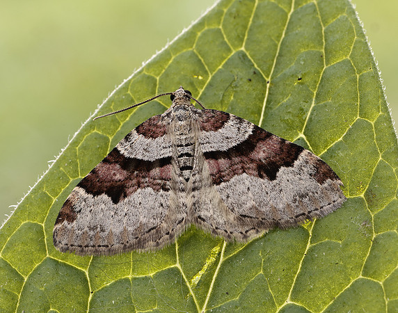 70.053 BF1722 Flame Carpet Xanthorhoe designata