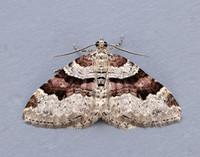 70.053 BF1722 Flame Carpet Xanthorhoe designata