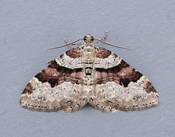 70.053 BF1722 Flame Carpet Xanthorhoe designata
