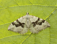 70.054 BF1727 Silver-ground Carpet Xanthorhoe montanata
