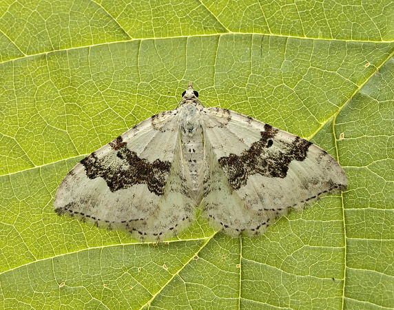 70.054 BF1727 Silver-ground Carpet Xanthorhoe montanata