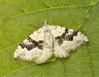 70.054 BF1727 Silver-ground Carpet Xanthorhoe montanata