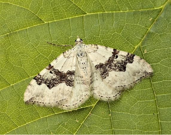 70.054 BF1727 Silver-ground Carpet Xanthorhoe montanata