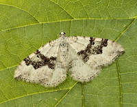 70.054 BF1727 Silver-ground Carpet Xanthorhoe montanata