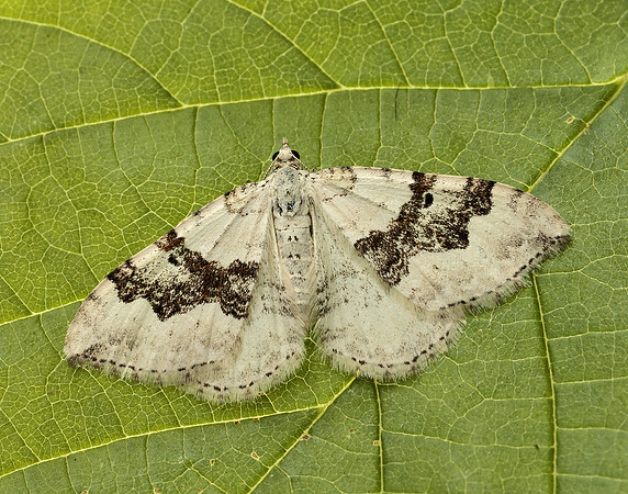 70.054 BF1727 Silver-ground Carpet Xanthorhoe montanata