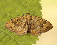 70.059 BF1742 Yellow Shell Camptogramma bilineata
