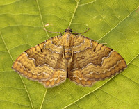 70.059 BF1742 Yellow Shell Camptogramma bilineata