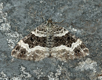 70.061 BF1738 Common Carpet Epirrhoe alternata