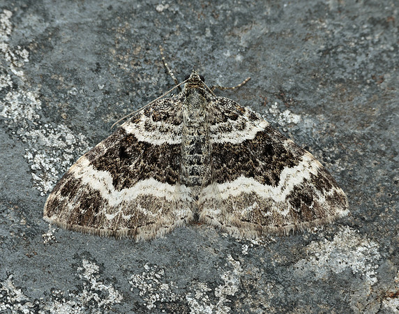 70.061 BF1738 Common Carpet Epirrhoe alternata