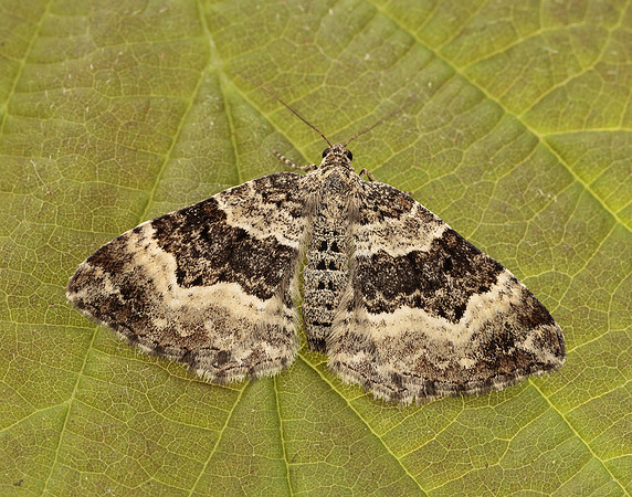 70.061 BF1738 Common Carpet Epirrhoe alternata