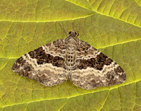 70.061 BF1738 Common Carpet Epirrhoe alternata